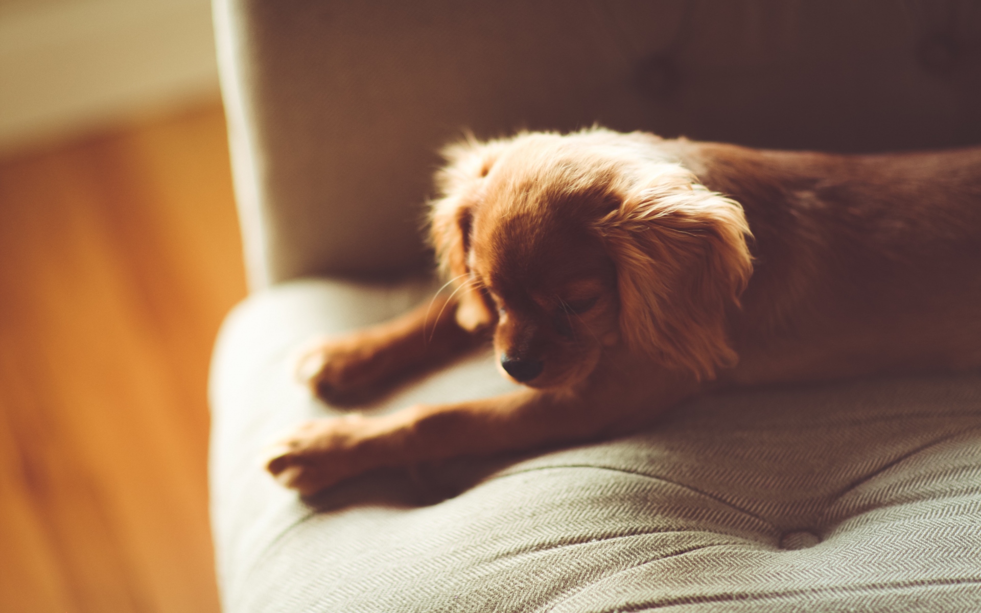 Картинки Собака, щенок, лежа, диван фото и обои на рабочий стол