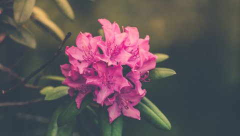 Цветок, бутон, лепестки, яркий