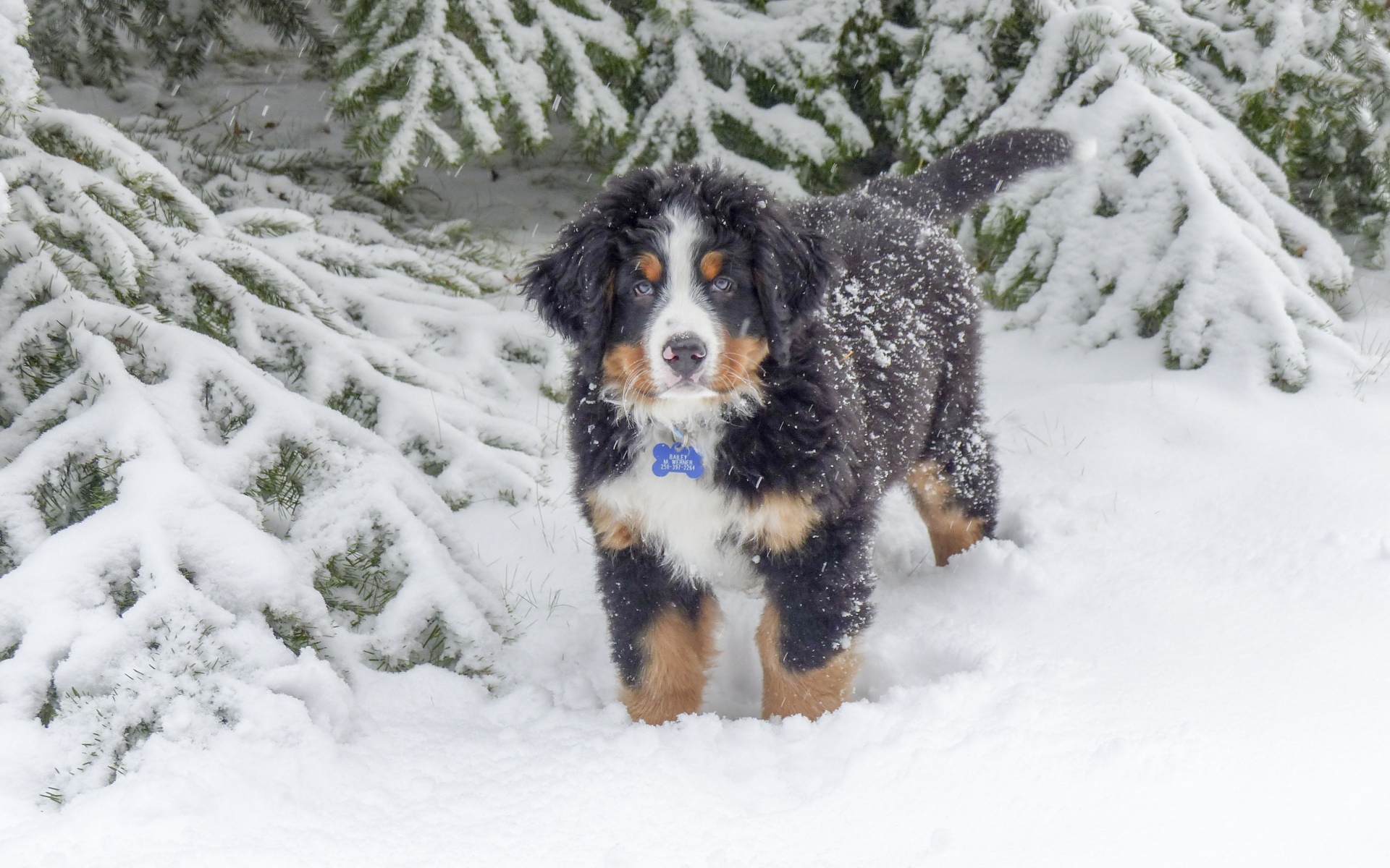 Картинки Bernese mountain dog, berner sennenhund, собака, зима, снег фото и обои на рабочий стол