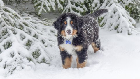 Bernese mountain dog, berner sennenhund, собака, зима, снег