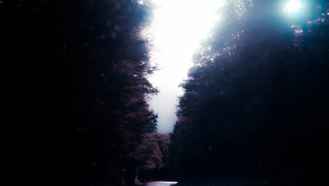 Дорога, деревья, поворот