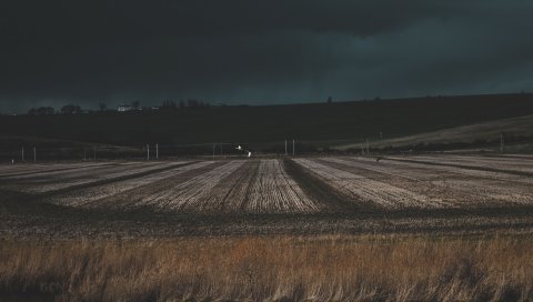 Поле, трава, вечер