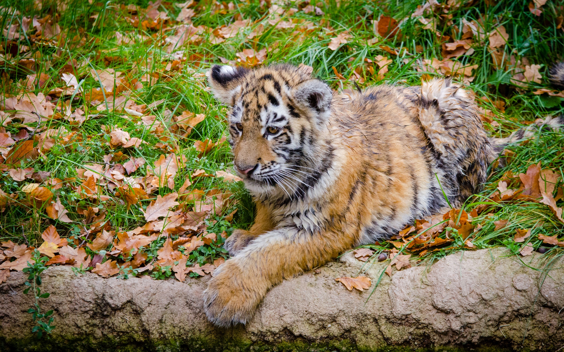 Картинки Сибирский тигр, детеныш, хищник, осень, листва фото и обои на рабочий стол