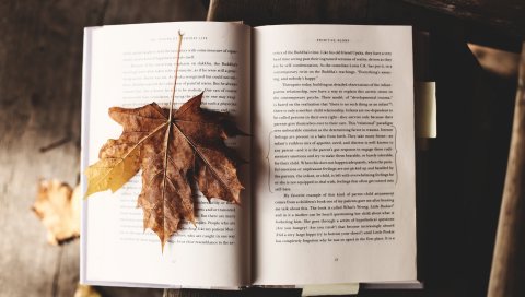 Книга, клен, лист, осень
