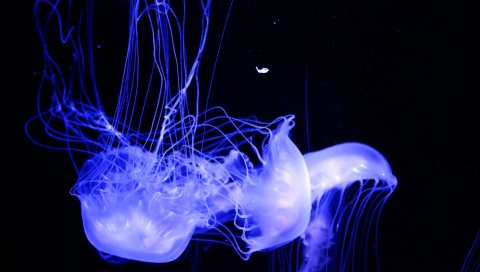 Медуза, светящийся, фосфор