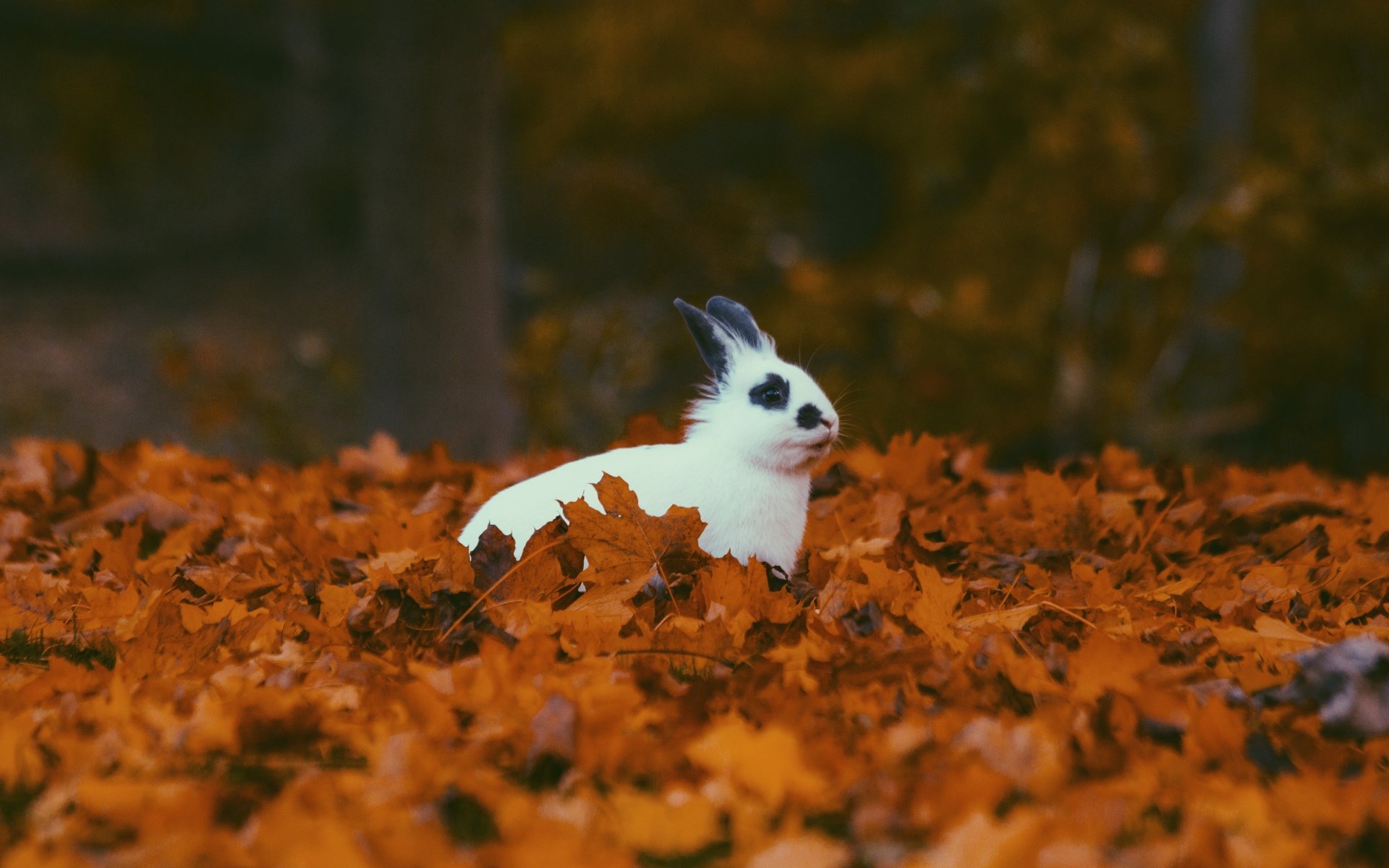 Картинки Кролик, осень, листва фото и обои на рабочий стол