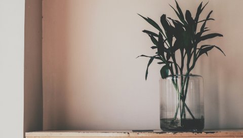 Растение, ваза, листья