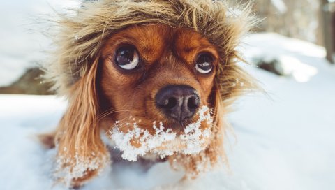 Собака, морда, капот, снег