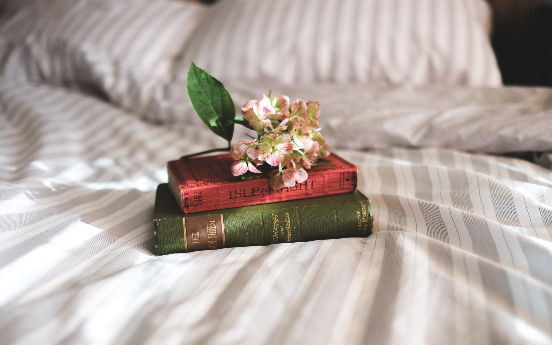 Картинки Книги, цветы, постель, вдохновение фото и обои на рабочий стол