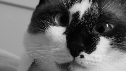Кошка, морда, крест-накрест, bw