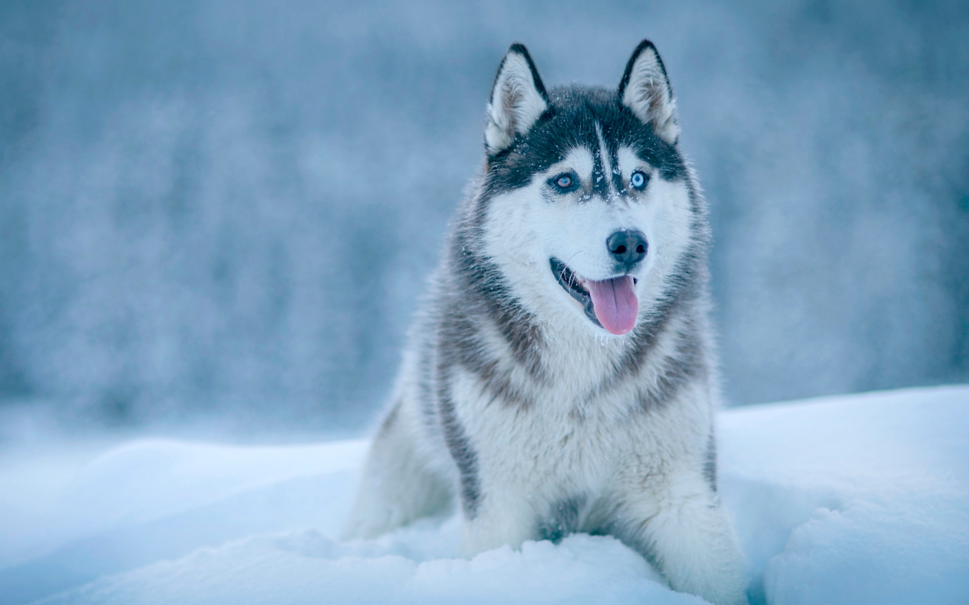 Картинки Хриплый, собака, снег, морда фото и обои на рабочий стол