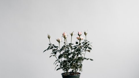 Розы, комнатное растение, горшок