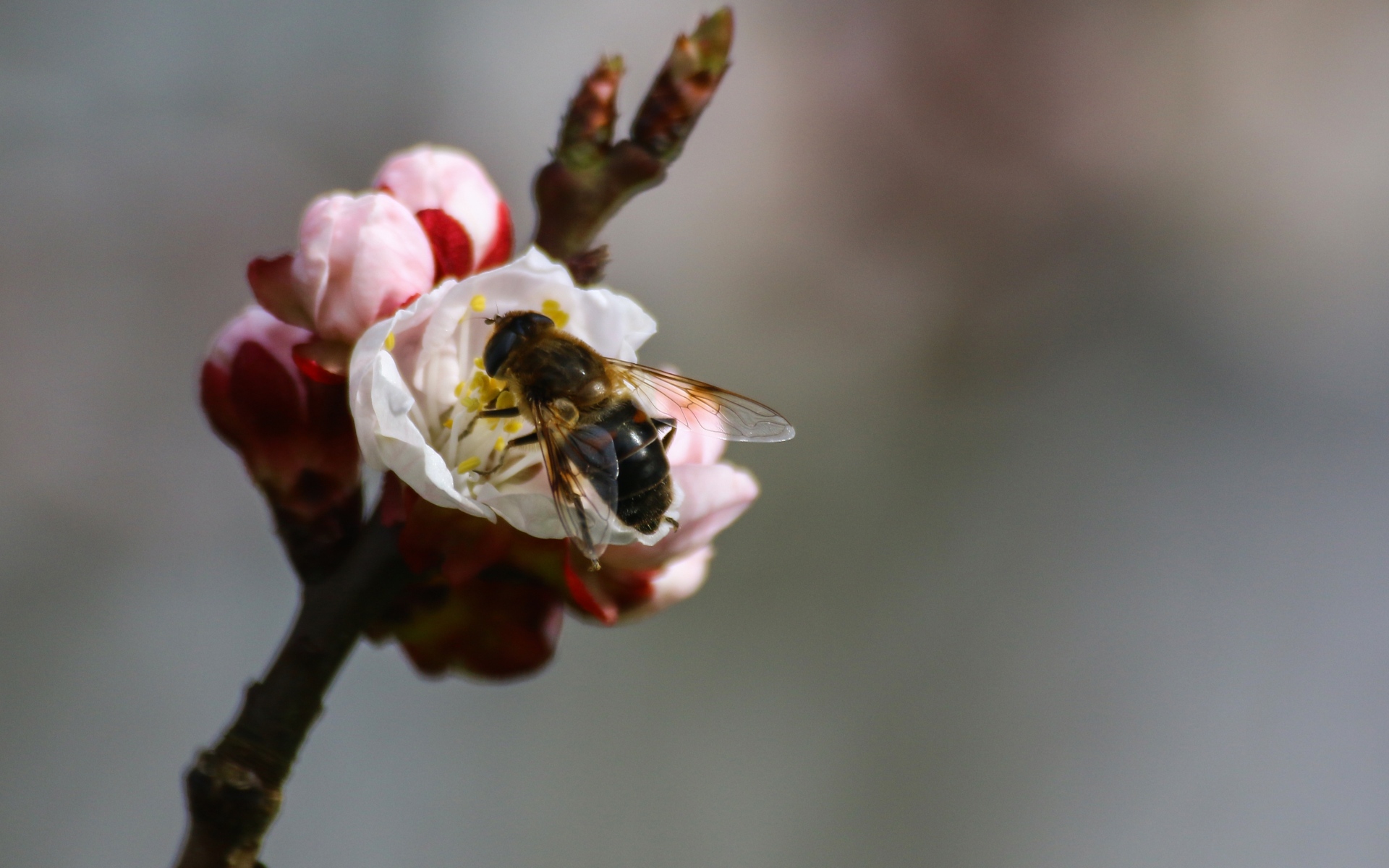 Картинки Пчела, ветка, весна, опыление фото и обои на рабочий стол