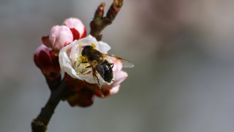 Пчела, ветка, весна, опыление