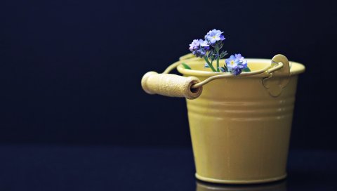 Цветы, ведро, декоративные