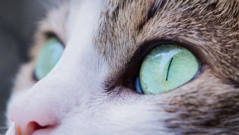 Кошка, глаза, морда