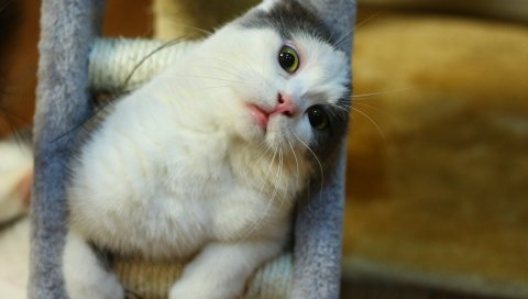 Кошка, морда, сидя, игривая