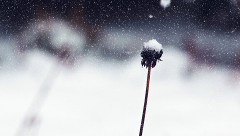 Цветок, стебель, снег