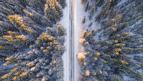 Деревья, вид сверху, дорога, зима