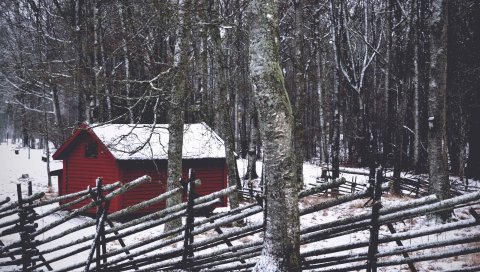 Структура, лес, деревья, зима
