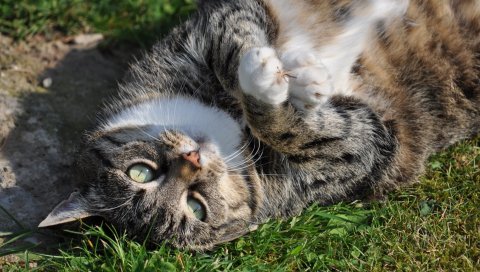 Кошка, лежит, солнечный свет