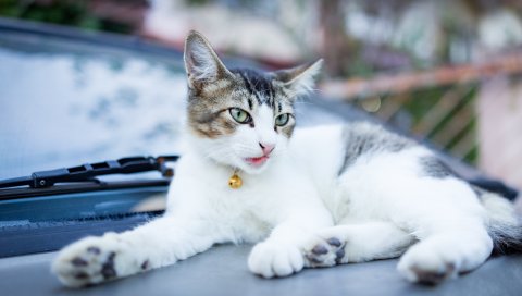 Кошка, морда, лежа, колокольчик