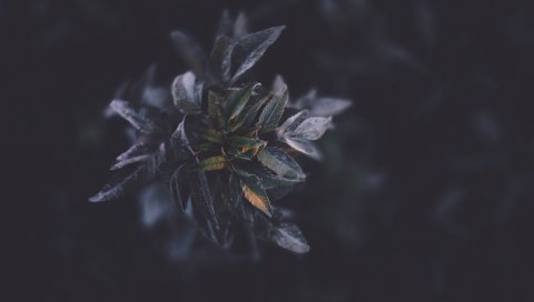 Растения, листва, темные