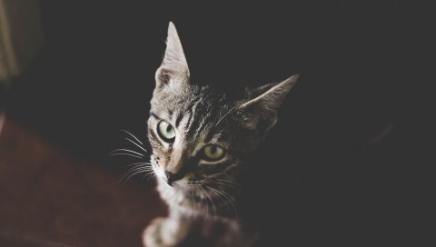 Кошка, котенок, морда, полосатый