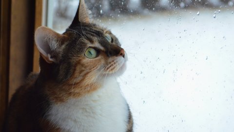 Кошка, морда, окно