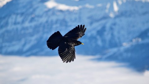 Альпийский кот, птица, полет, горы