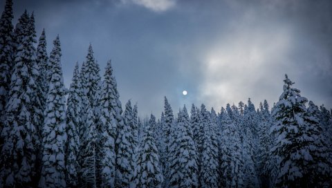Зима, ель, снег, лес