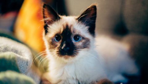 Котенок, сиамский, милый