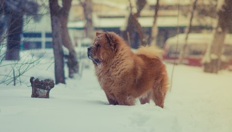 Чау-чау, собака, снег