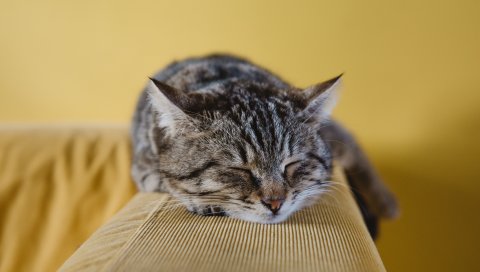 Кошка, морда, лежа, полосатая