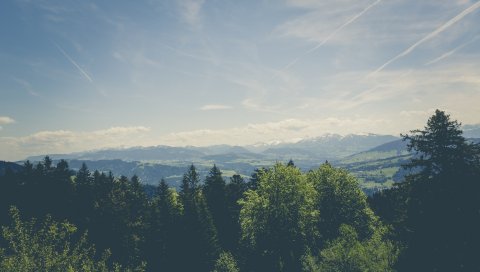Деревья, вершины, горы