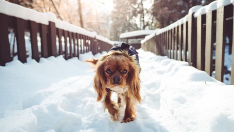 Собака, ходьба, зима