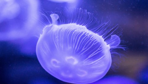 Медуза, подводный, крупный план