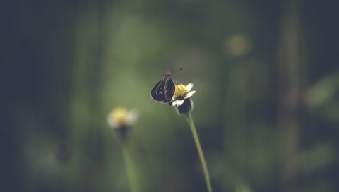 Стебель, бабочка, насекомое