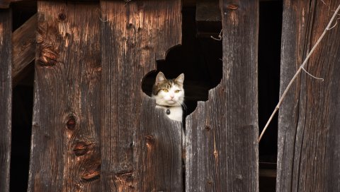 Кошка, забор, морда, заглянуть