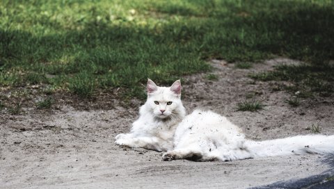 Кошка, пушистая, ложь, грязь