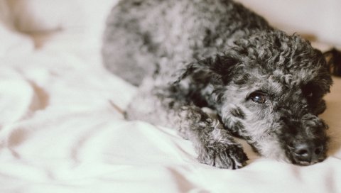Собака, кудрявая, лежа, морда
