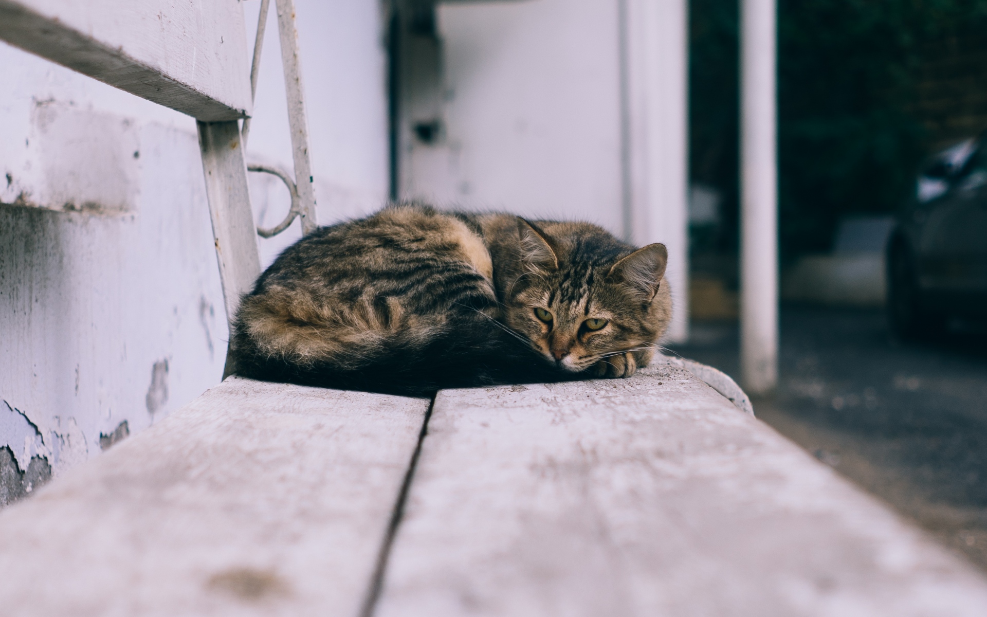 Картинки Кошка, ложь, улица фото и обои на рабочий стол
