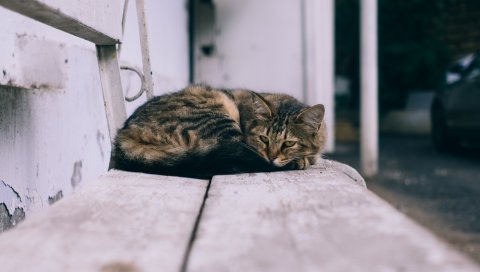 Кошка, ложь, улица