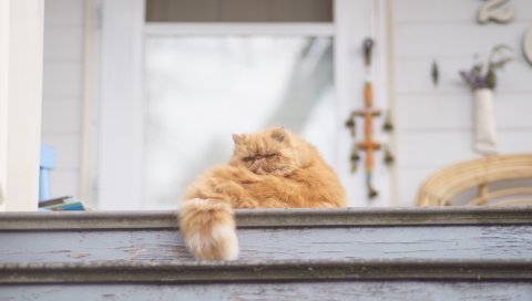Кошка, пушистая, лестница