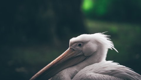 Пеликан, клюв, птица