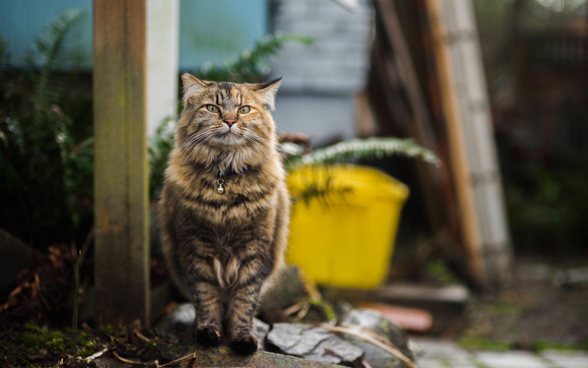 Картинки Кошка, пушистая, прогулка фото и обои на рабочий стол