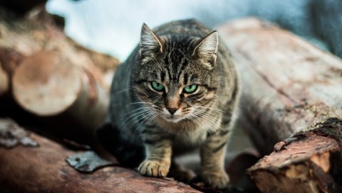 Кошка, полосатая, зеленоглазая