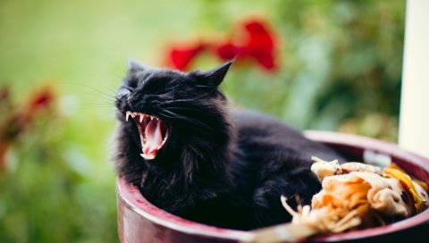 Кошка, усмешка, крик, черный, пушистый