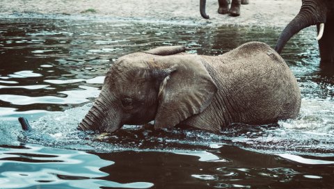 Слон, ребенок, вода