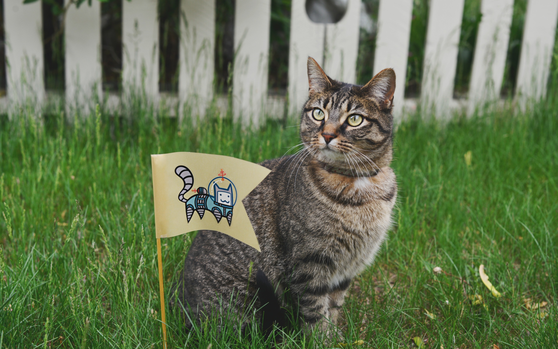 Картинки Кошка, маленький флаг, трава фото и обои на рабочий стол
